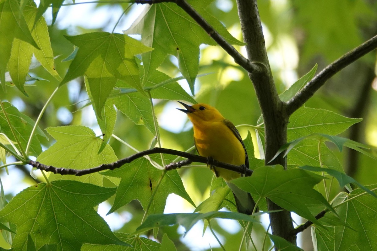 Prothonotary Warbler - ML160957441