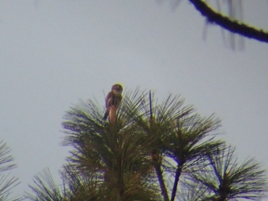 Northern Pygmy-Owl - ML160957751