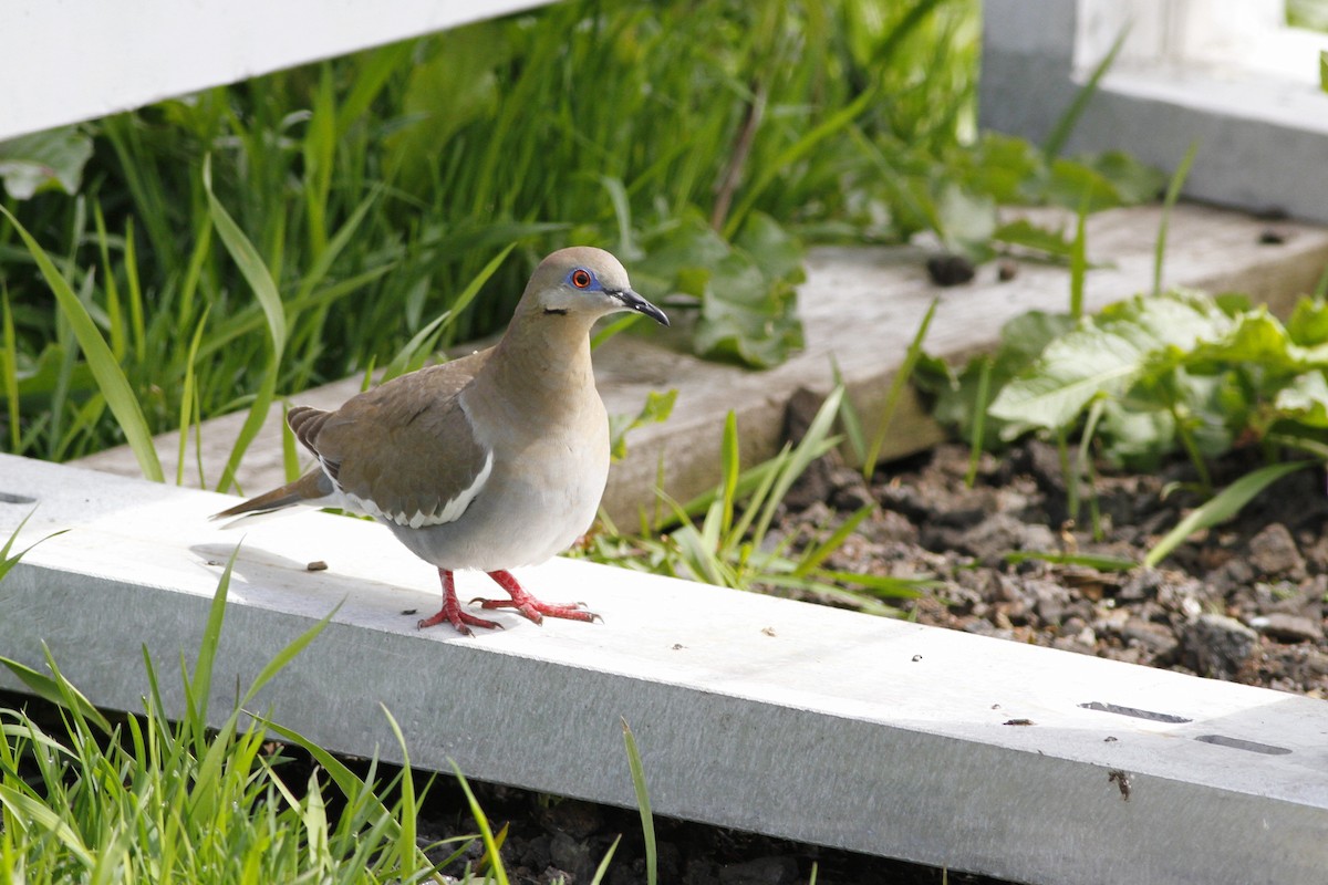 White-winged Dove - Kyle Lima