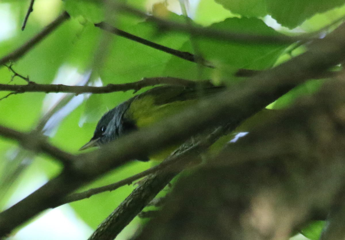 Mourning Warbler - ML160959341