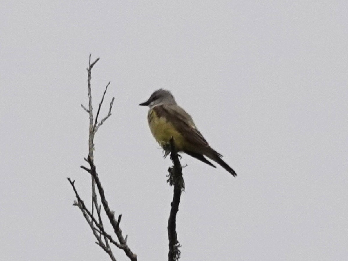 Western Kingbird - ML160959991