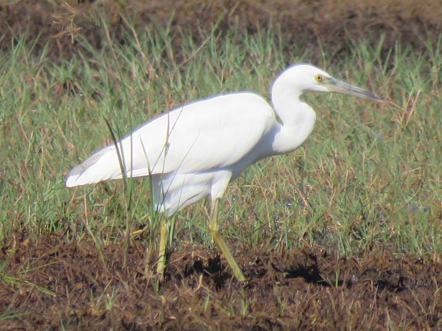 Pacific Reef-Heron - ML160960801