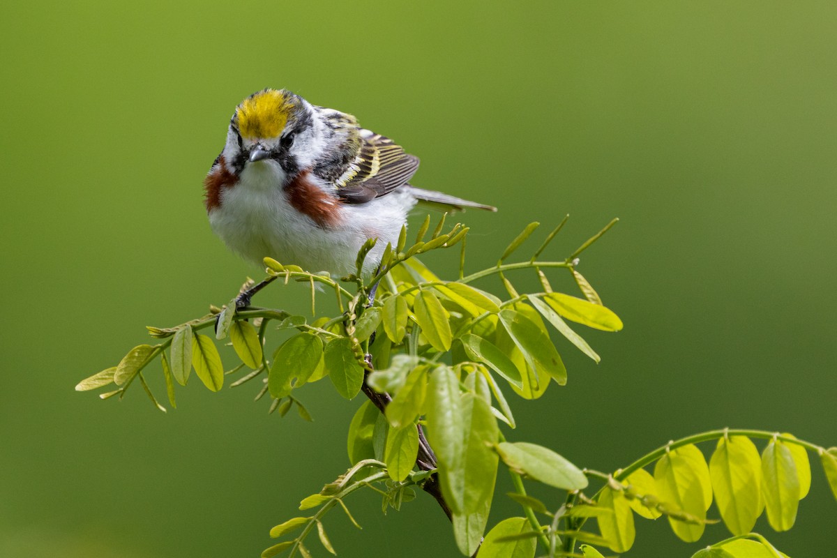 Chestnut-sided Warbler - ML160961261