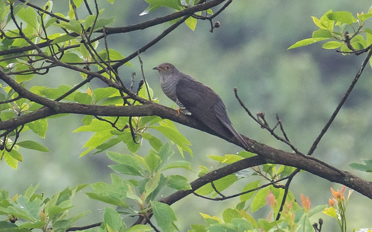 Himalayan Cuckoo - James Kennerley