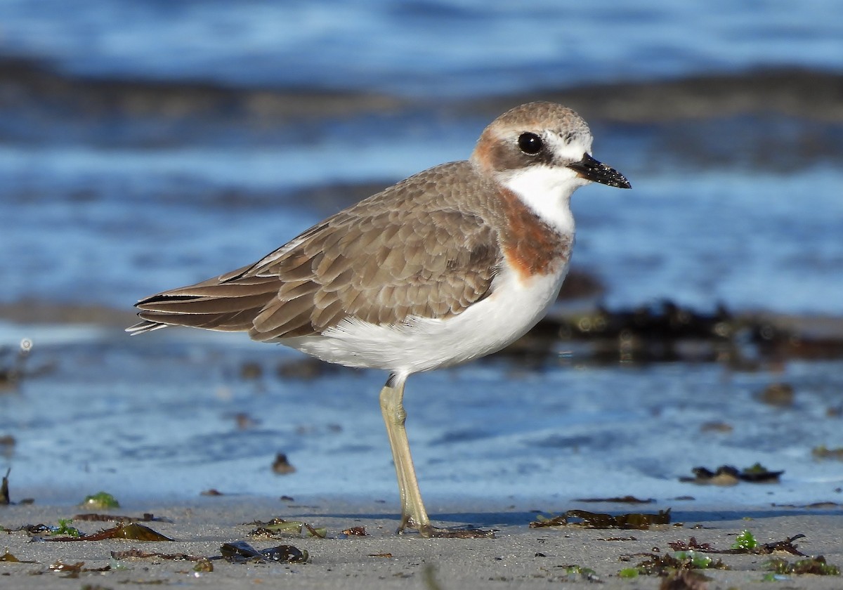 Greater Sand-Plover - ML160964861