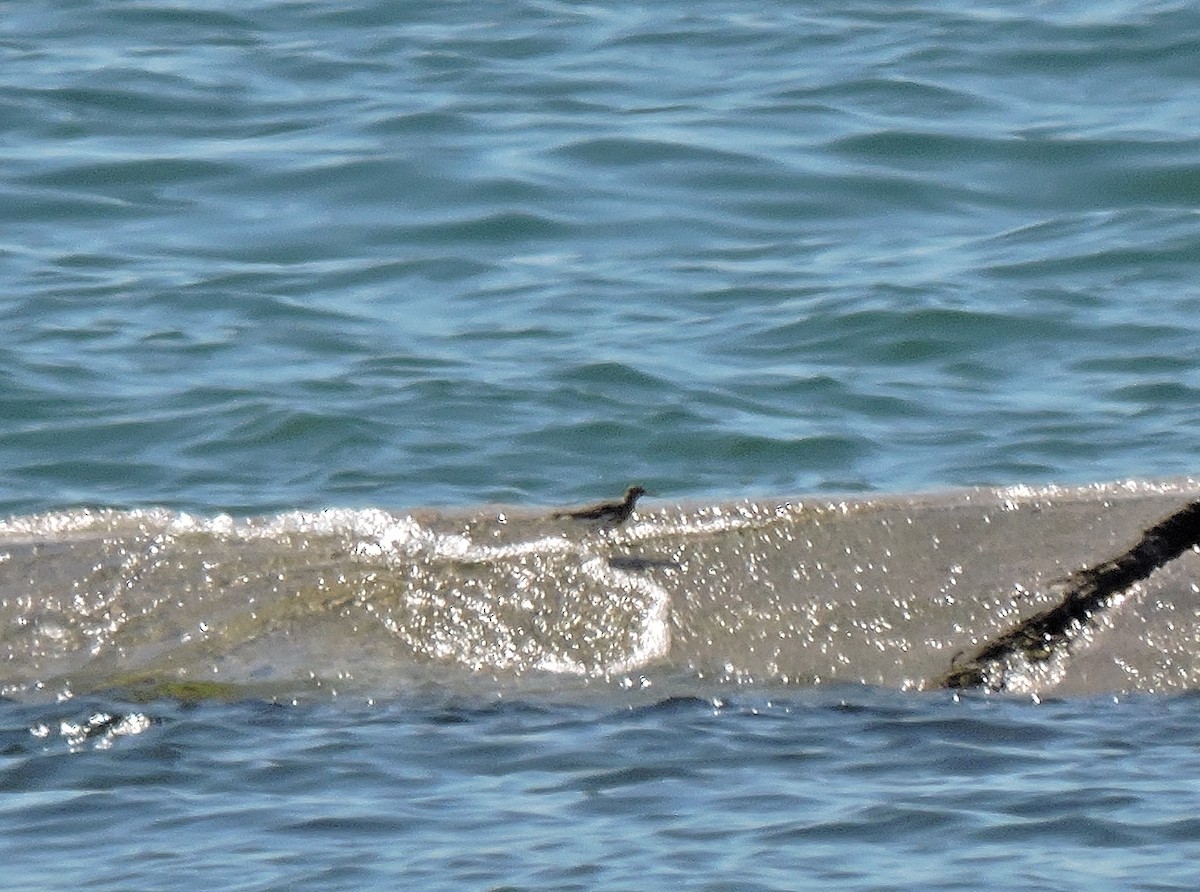 Spotted Sandpiper - ML160965381