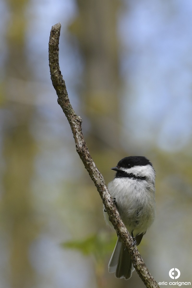 Black-capped Chickadee - ML160966881