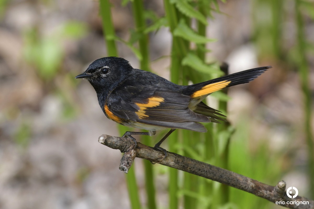 American Redstart - ML160966951