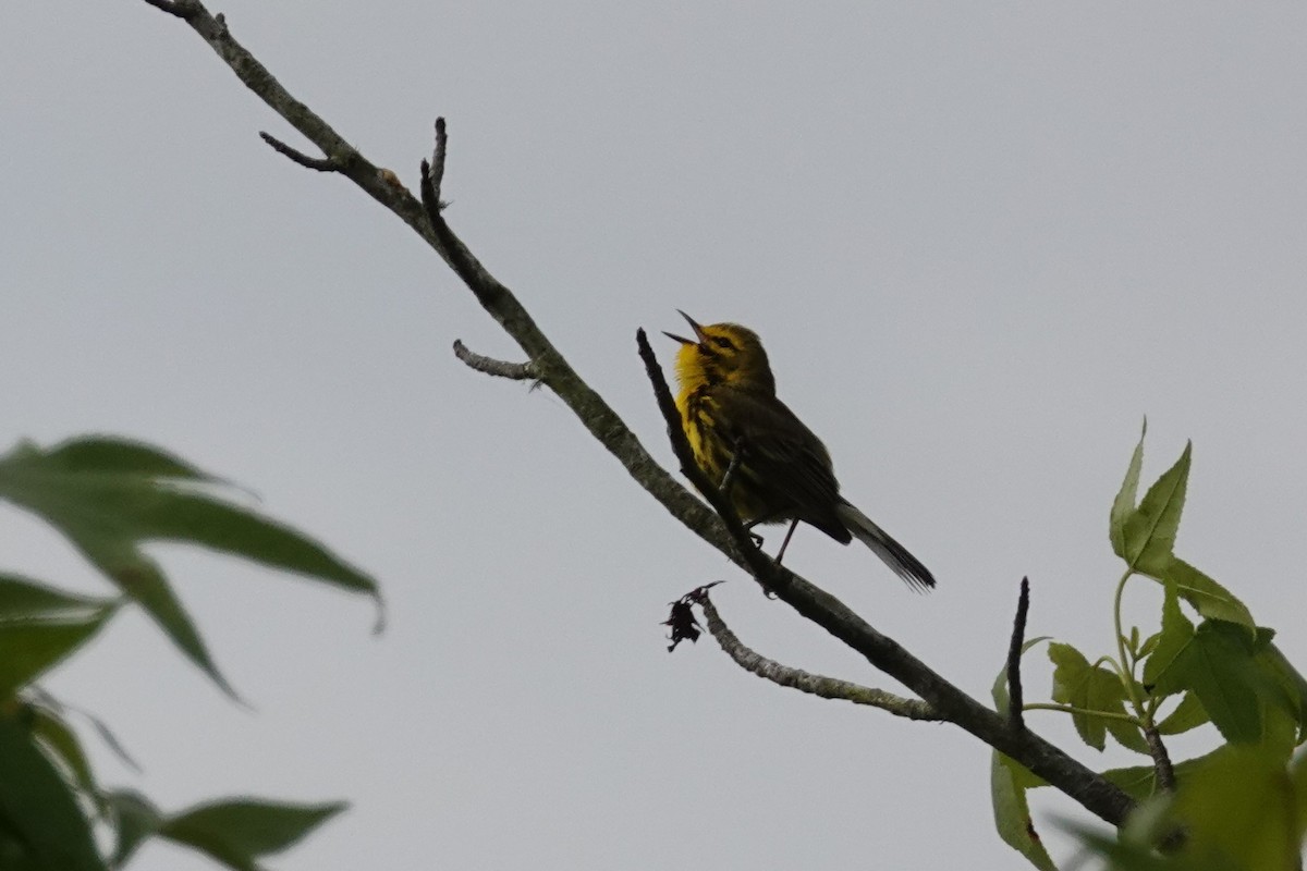 Prairie Warbler - Kristy Morley