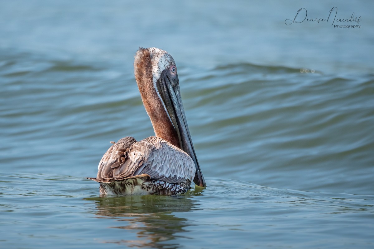 pelikán hnědý - ML160969411