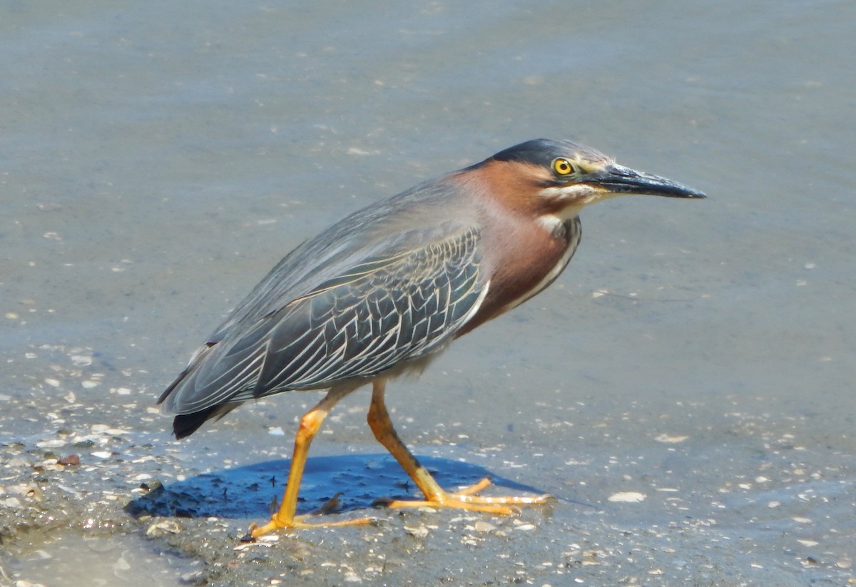 Green Heron - ML160975041