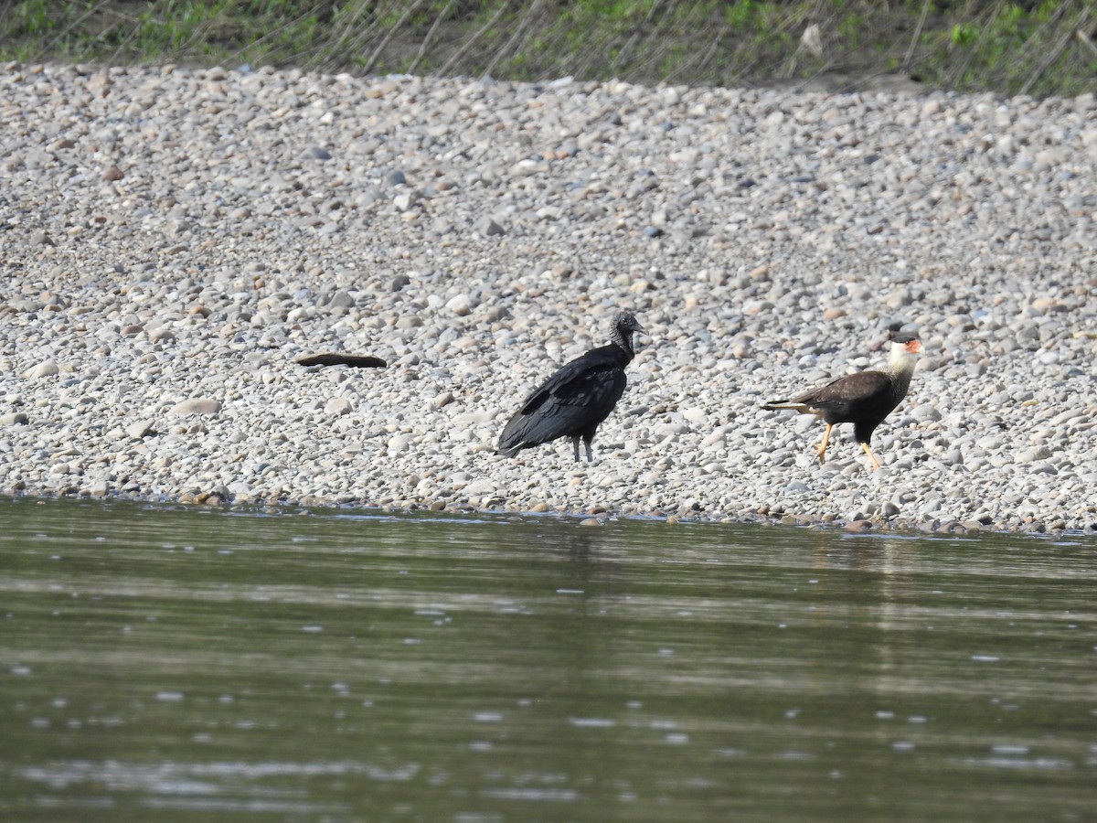 Crested Caracara (Southern) - ML160975171