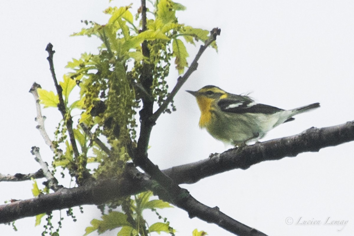 Blackburnian Warbler - ML160975461