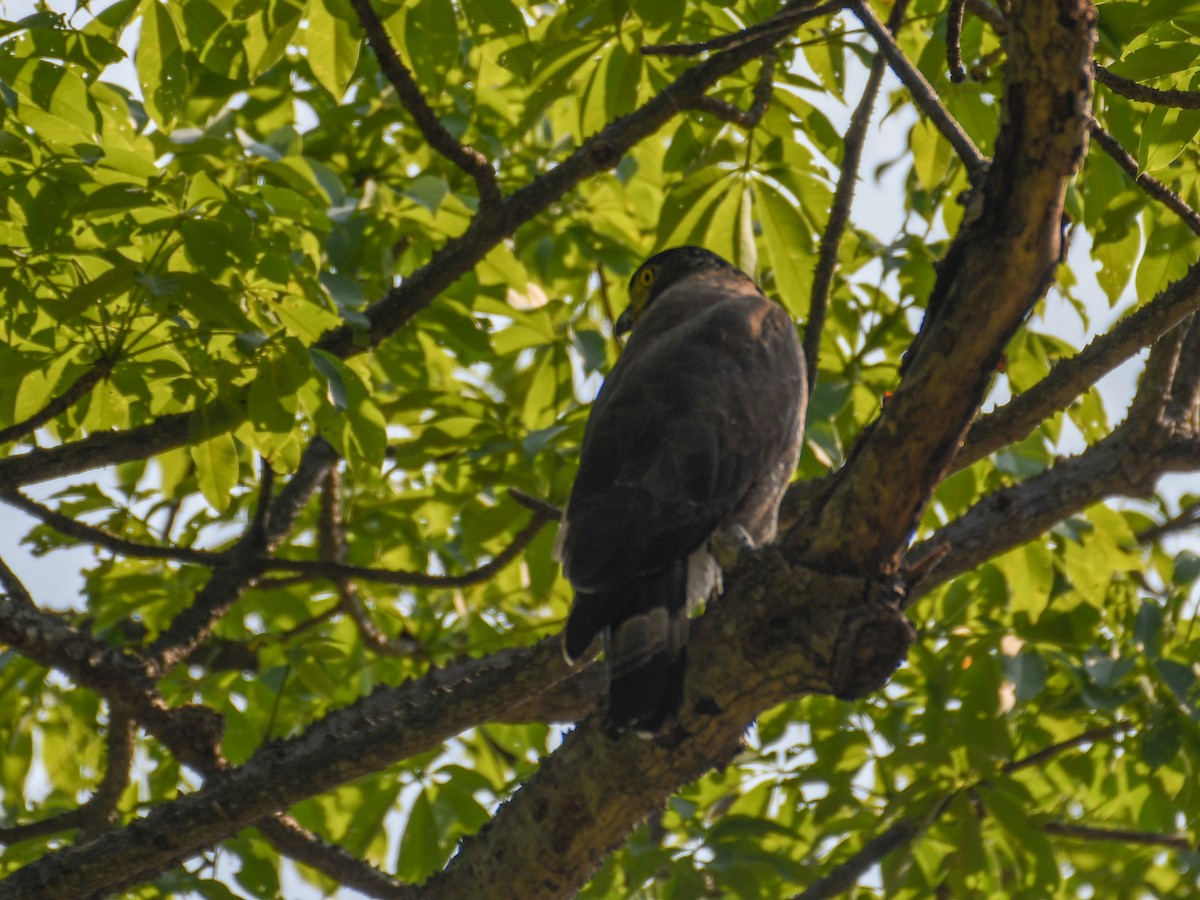 Crested Serpent-Eagle - ML160976271