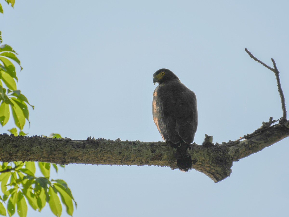 Crested Serpent-Eagle - ML160976311