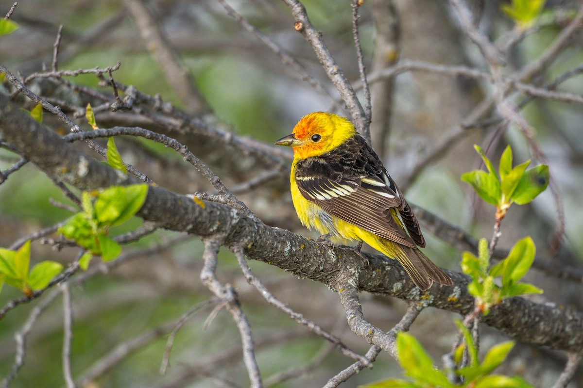 Western Tanager - Stefano Ianiro