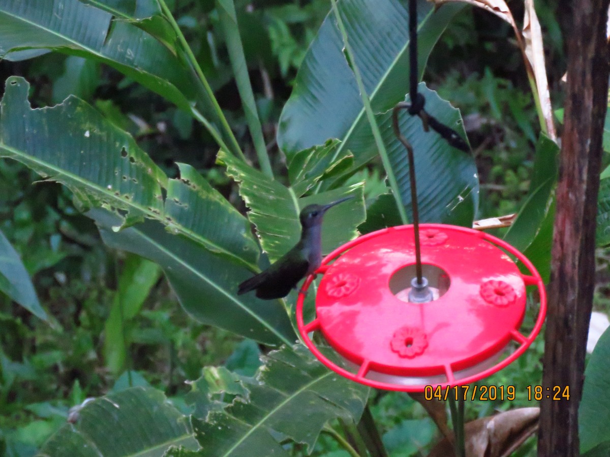 Colibri à tête violette - ML160976711