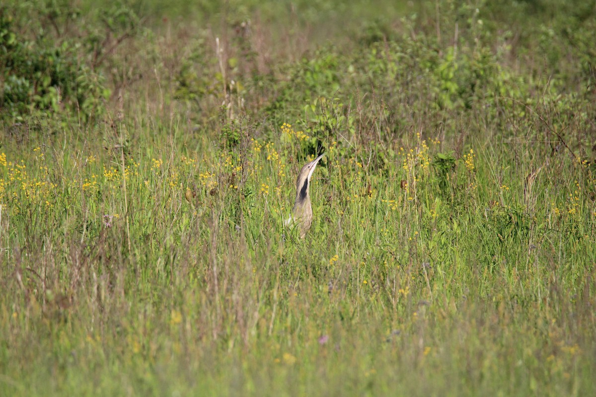 American Bittern - ML160977851