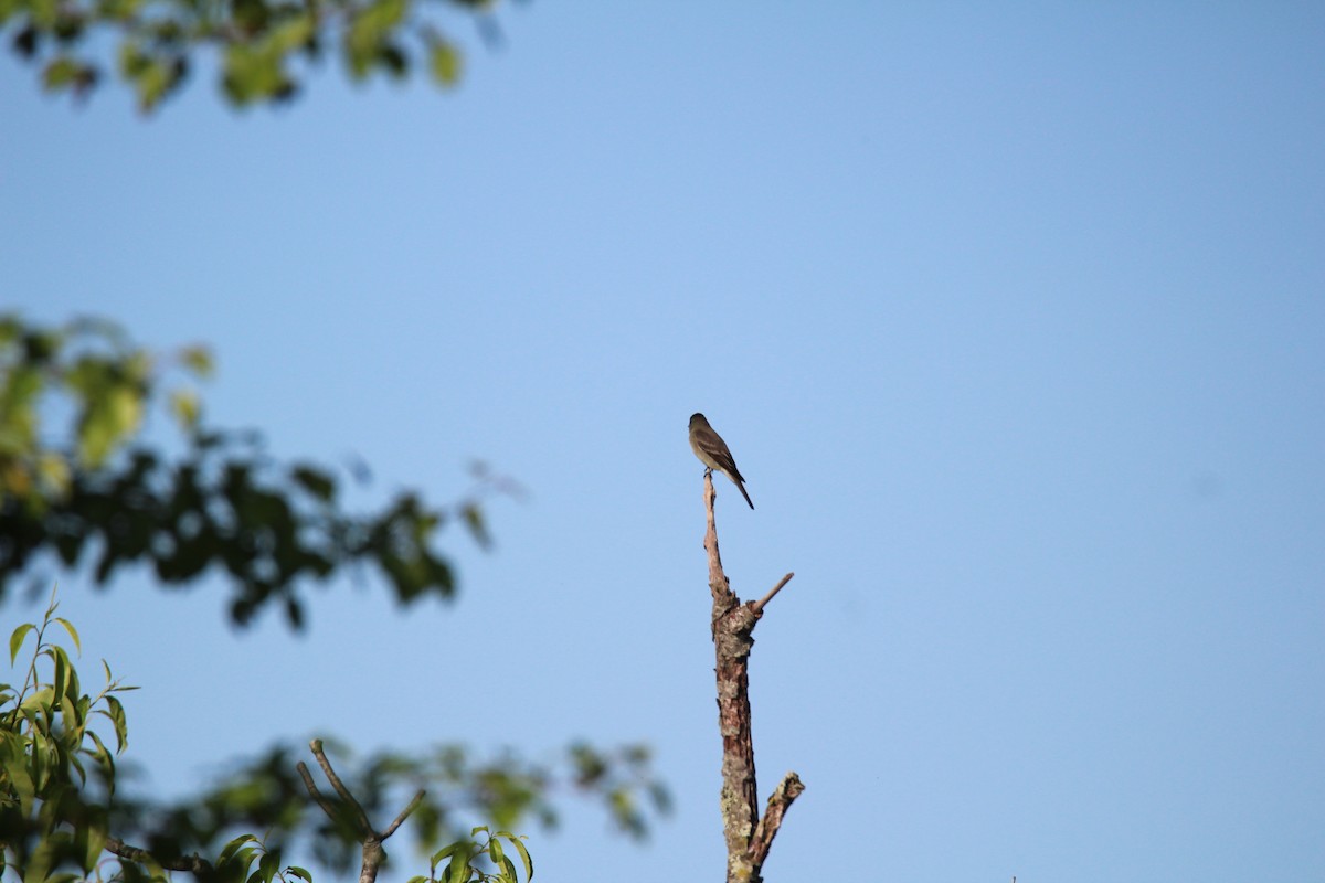 Eastern Wood-Pewee - Patrick  Dechon