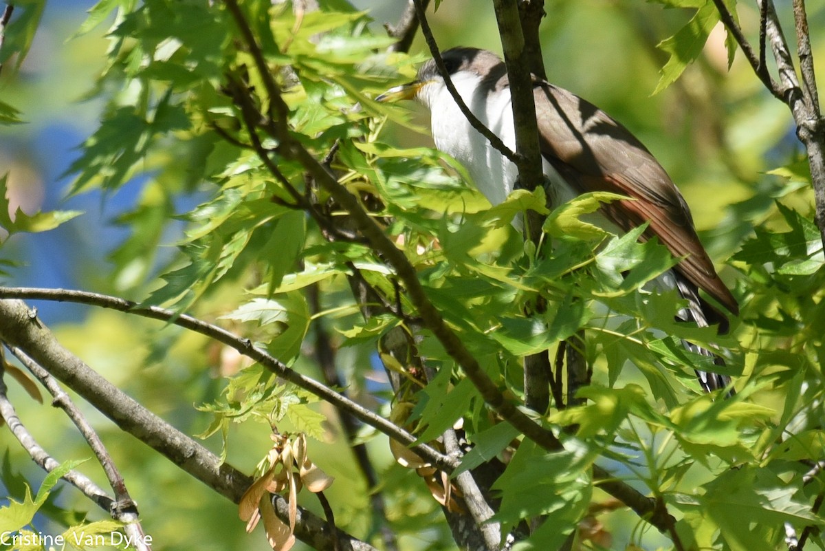 Yellow-billed Cuckoo - ML160979201