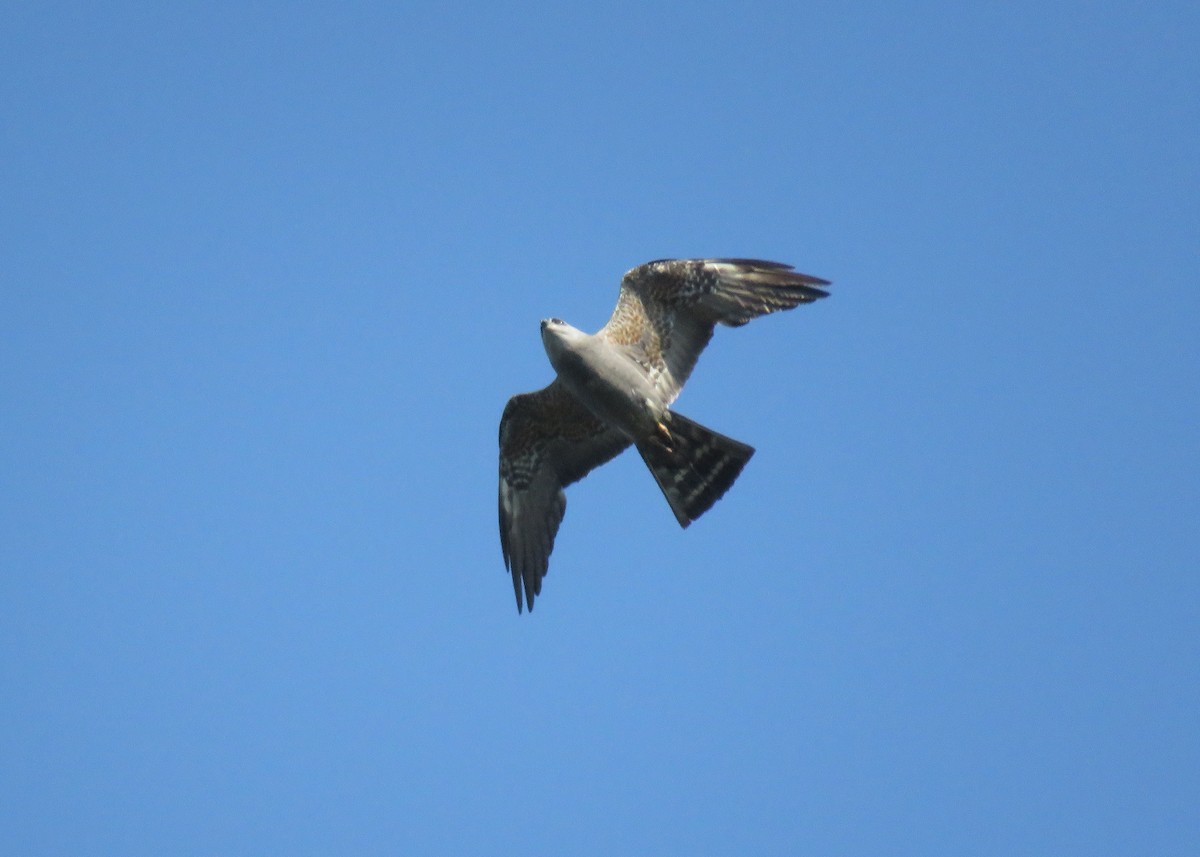 Mississippi Kite - ML160979321