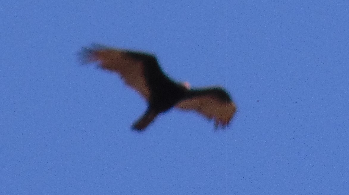 Turkey Vulture - ML160981081