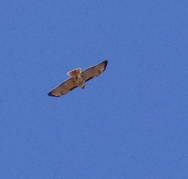 Red-tailed Hawk - ML160981391