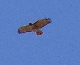 Red-tailed Hawk - Lance d'Ar