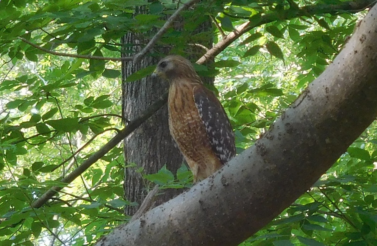 Red-shouldered Hawk - ML160984321