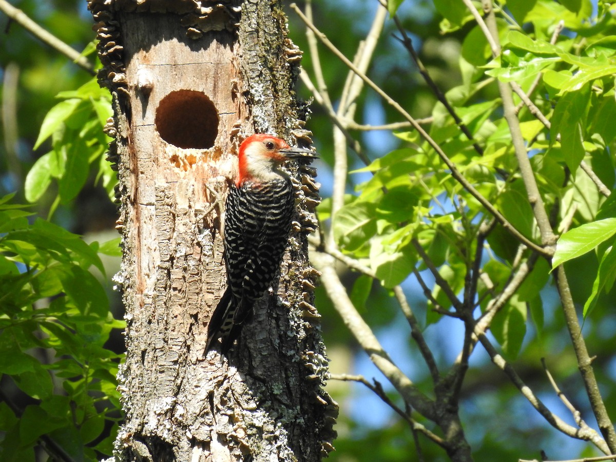 Red-bellied Woodpecker - ML160984451