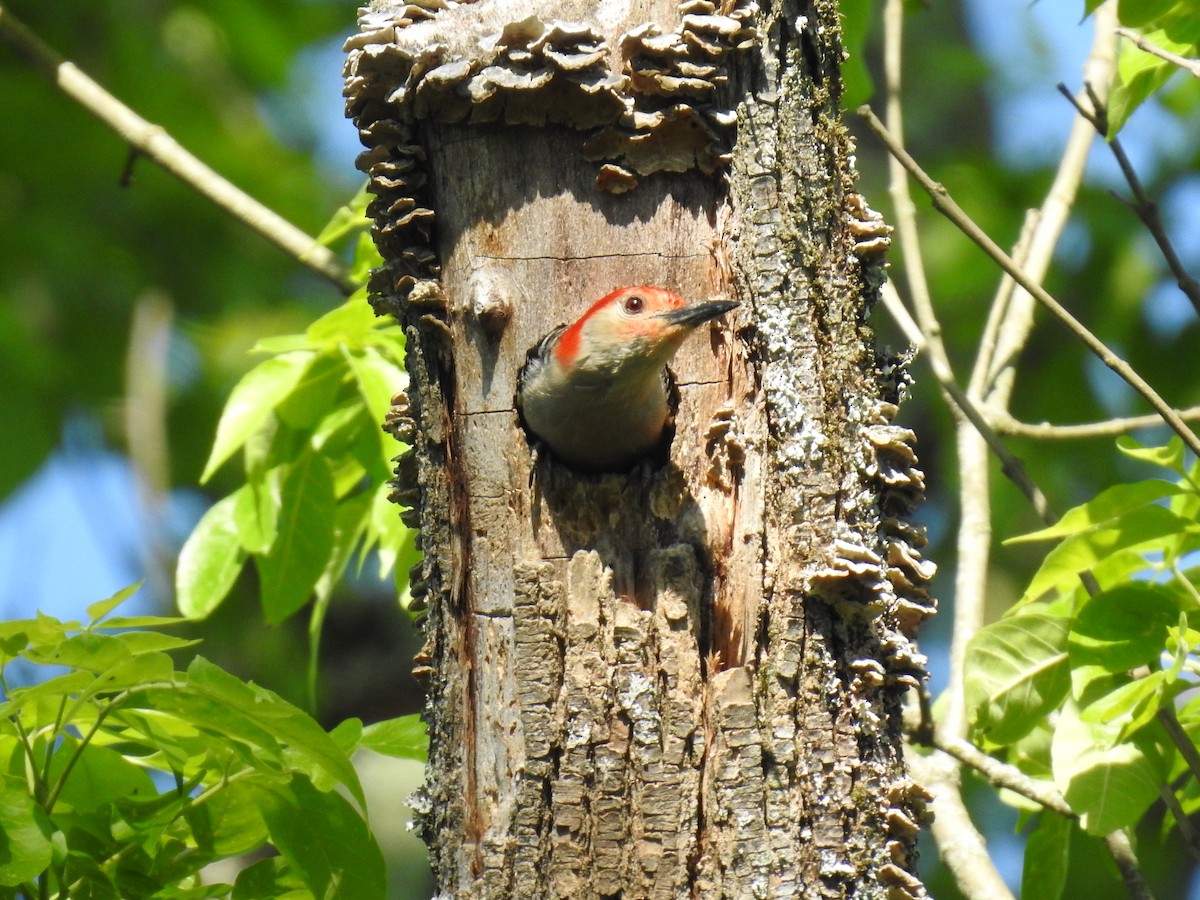 Red-bellied Woodpecker - ML160984521