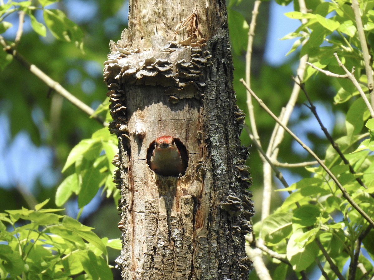 Red-bellied Woodpecker - ML160984631