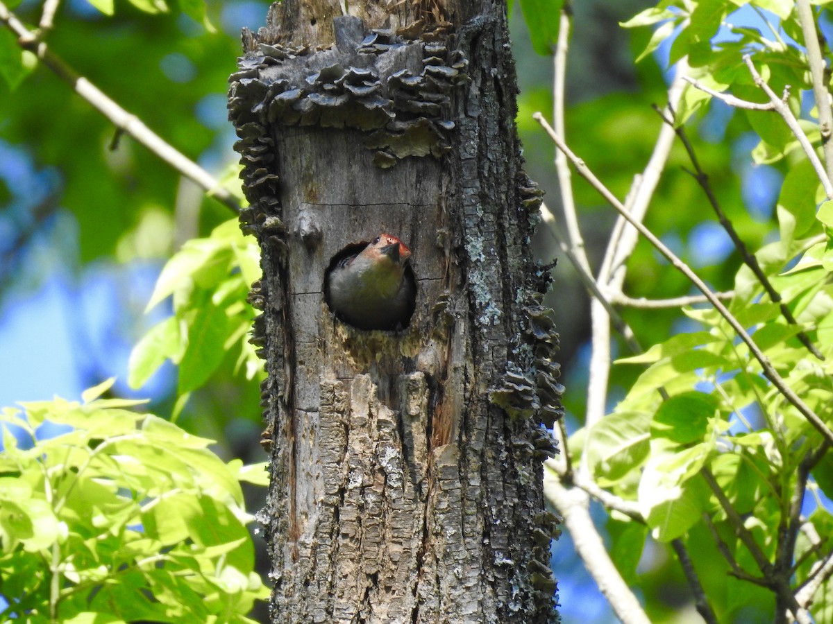 Red-bellied Woodpecker - ML160984921