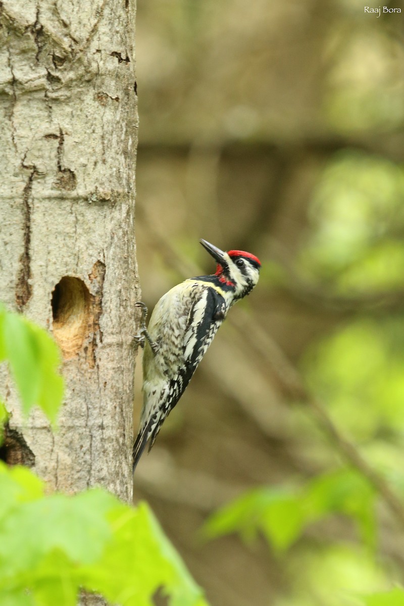 Yellow-bellied Sapsucker - ML160985271