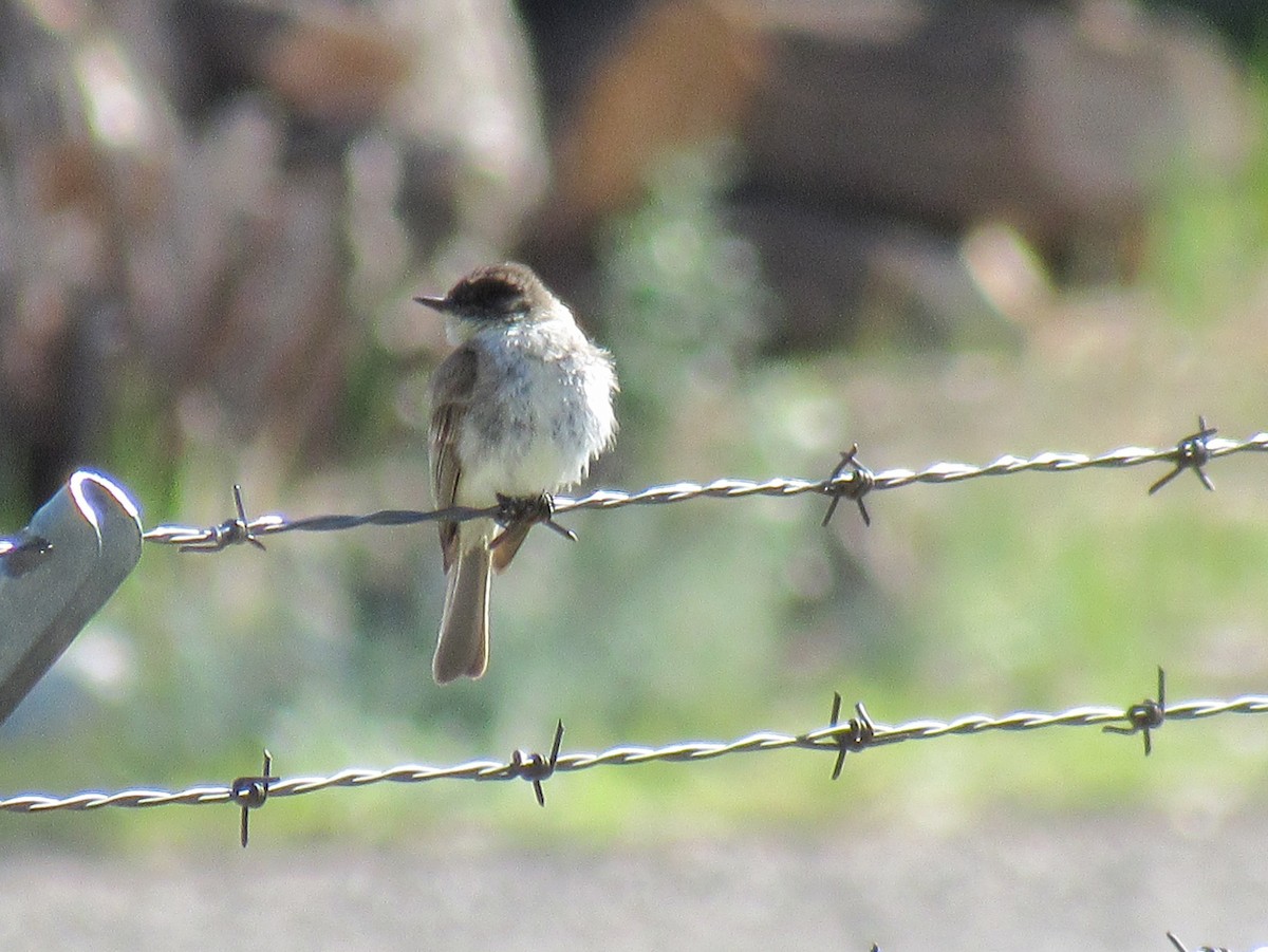 Eastern Phoebe - ML160985831