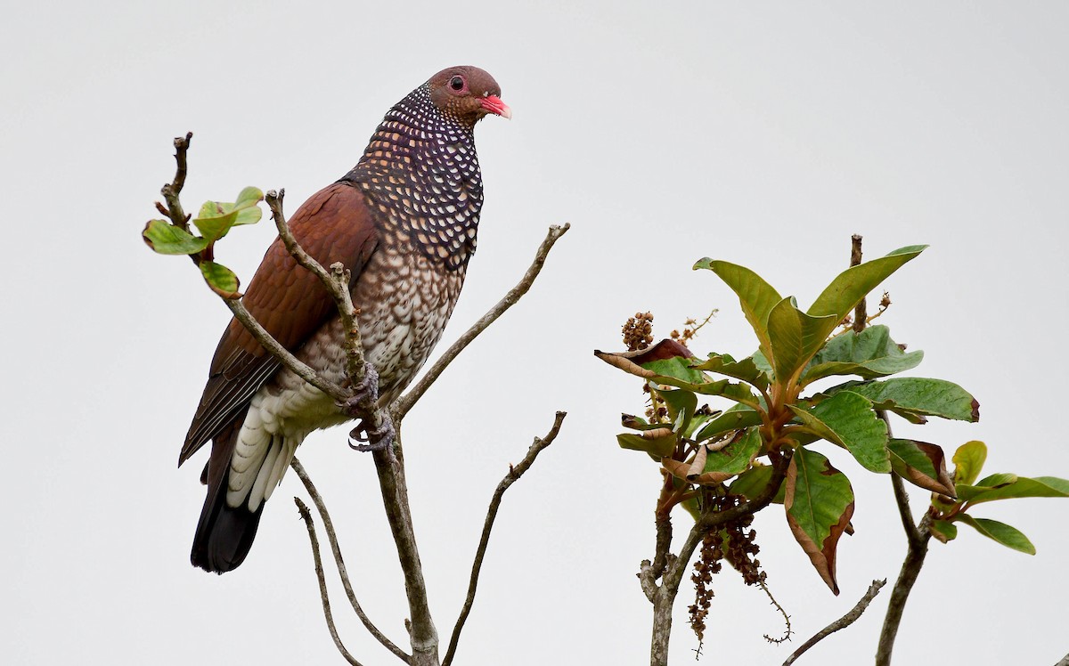 Scaled Pigeon - Gualberto Becerra