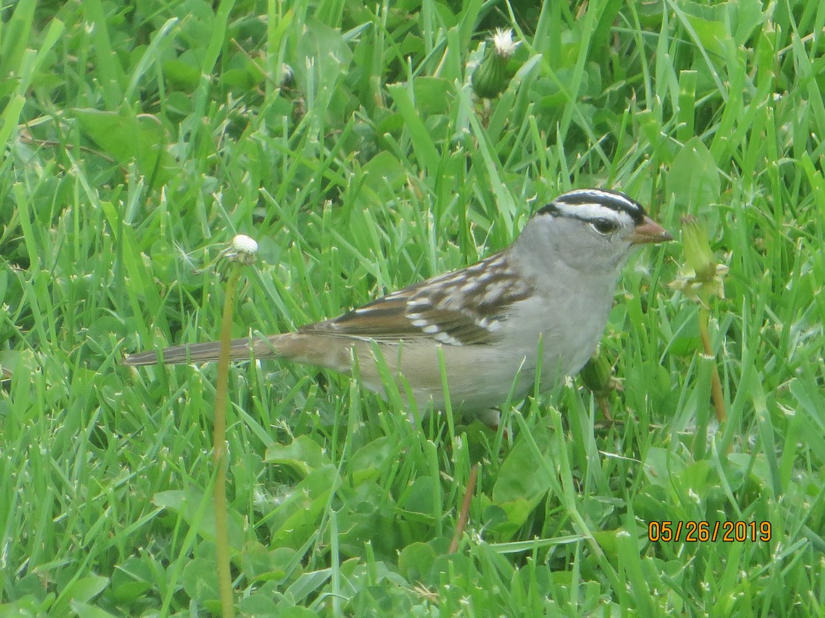 White-crowned Sparrow - ML160986001