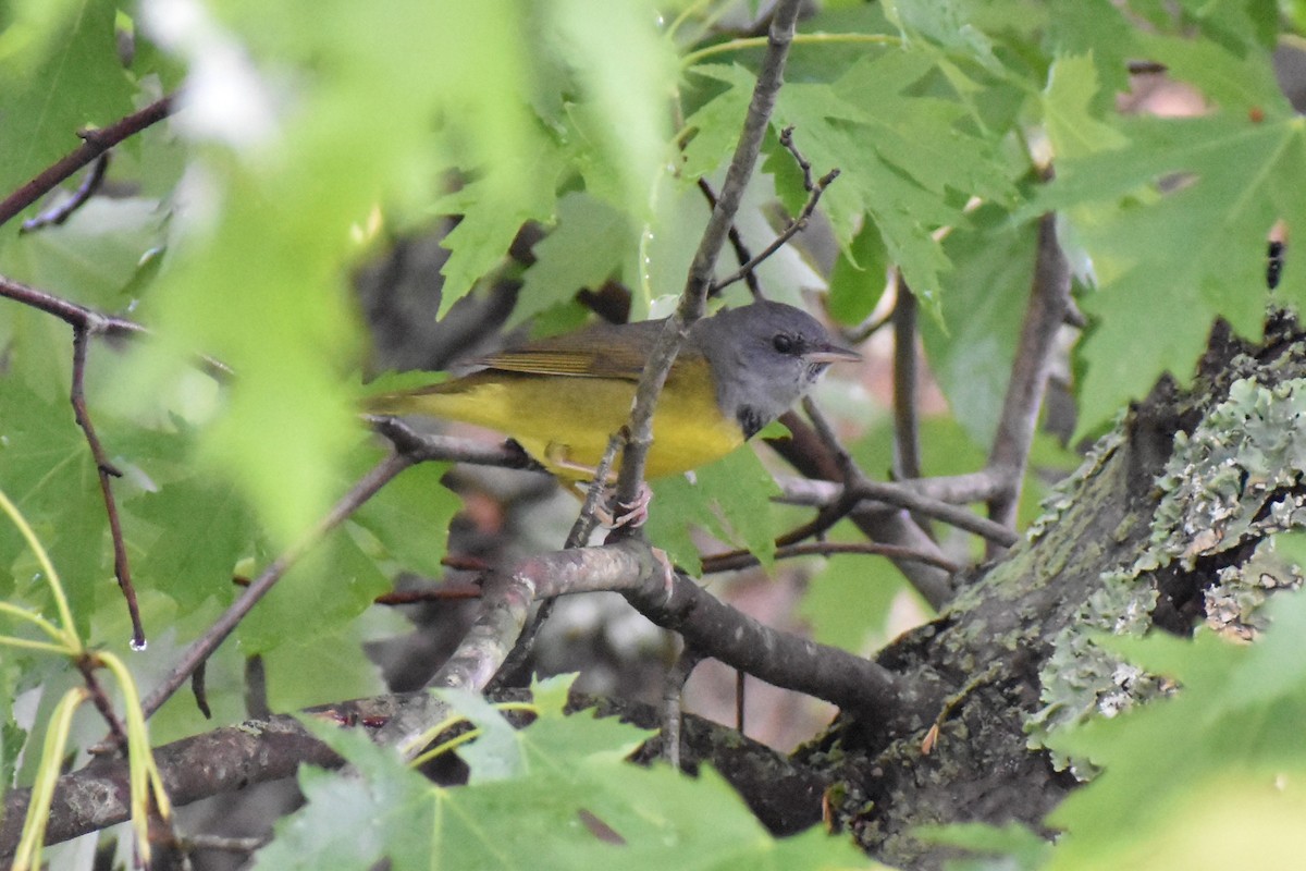 Mourning Warbler - ML160986151