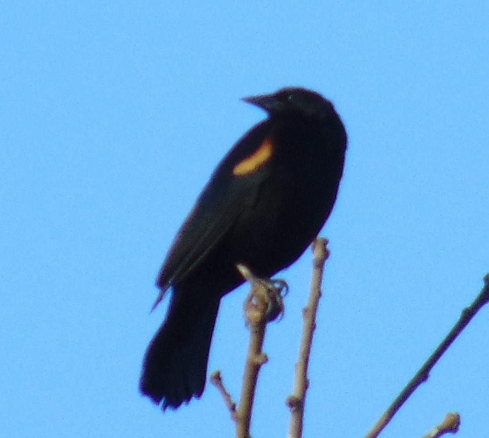 Red-winged Blackbird - ML160986201