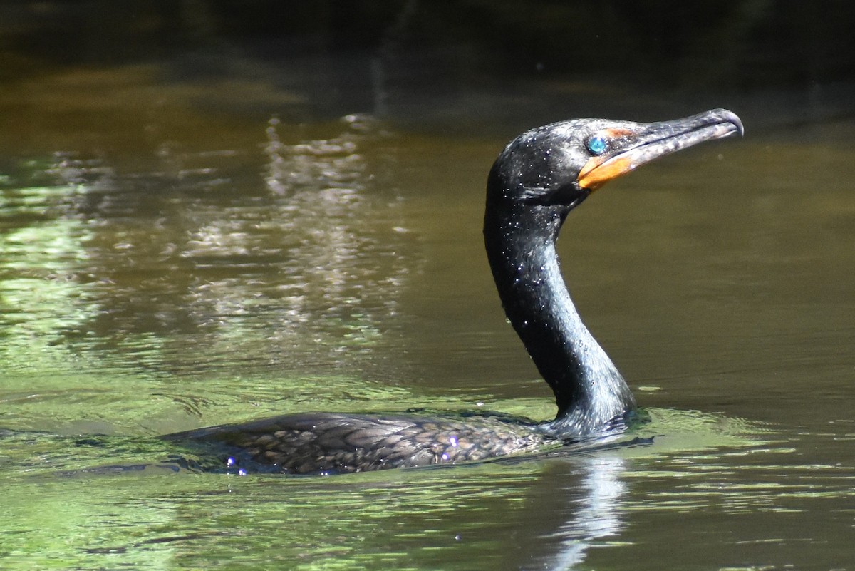 Double-crested Cormorant - ML160986371