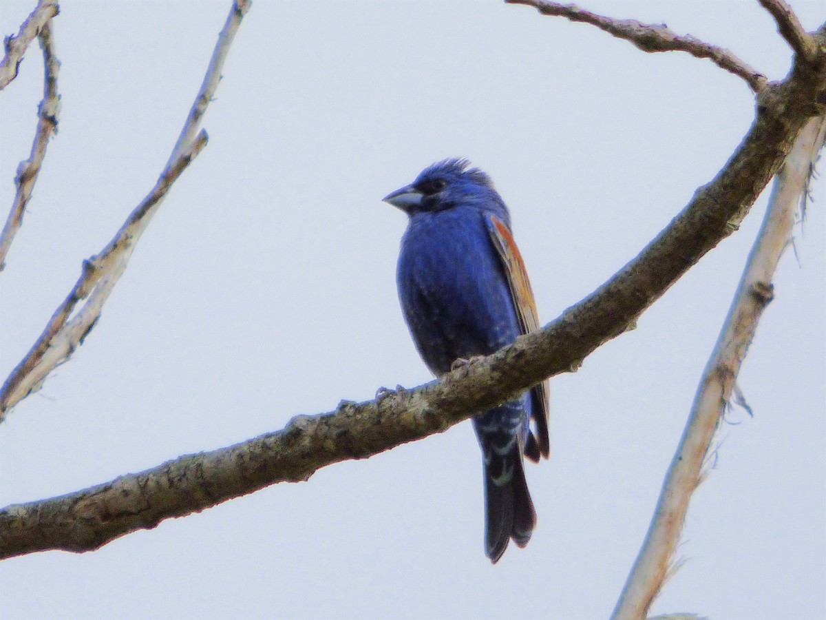 Blue Grosbeak - Rustom Jamadar