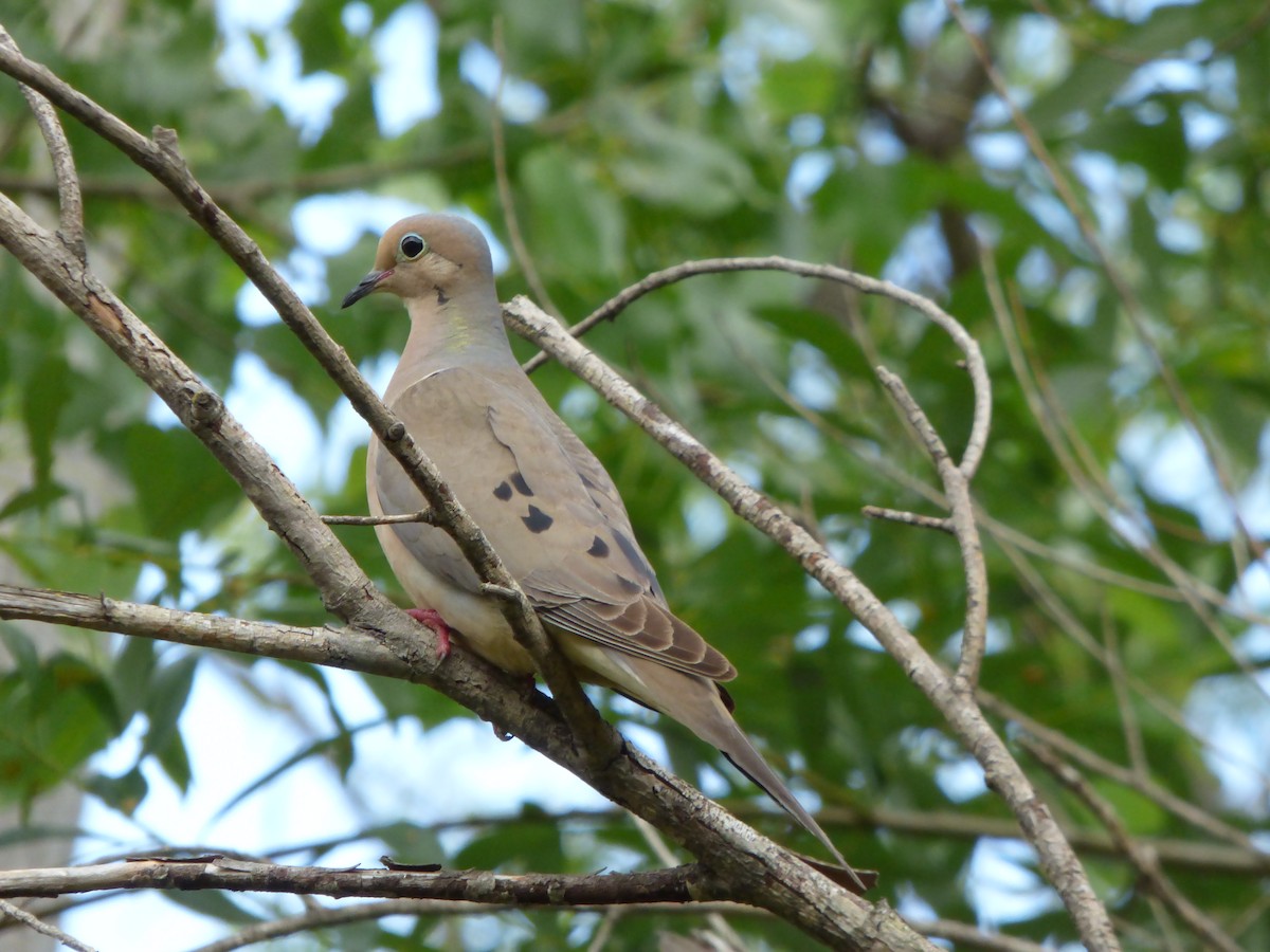 Mourning Dove - ML160987961