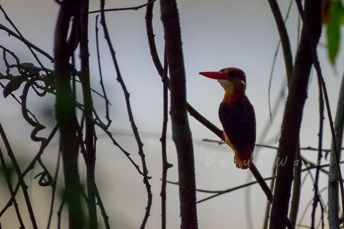 Black-backed Dwarf-Kingfisher - Dasun Wasala