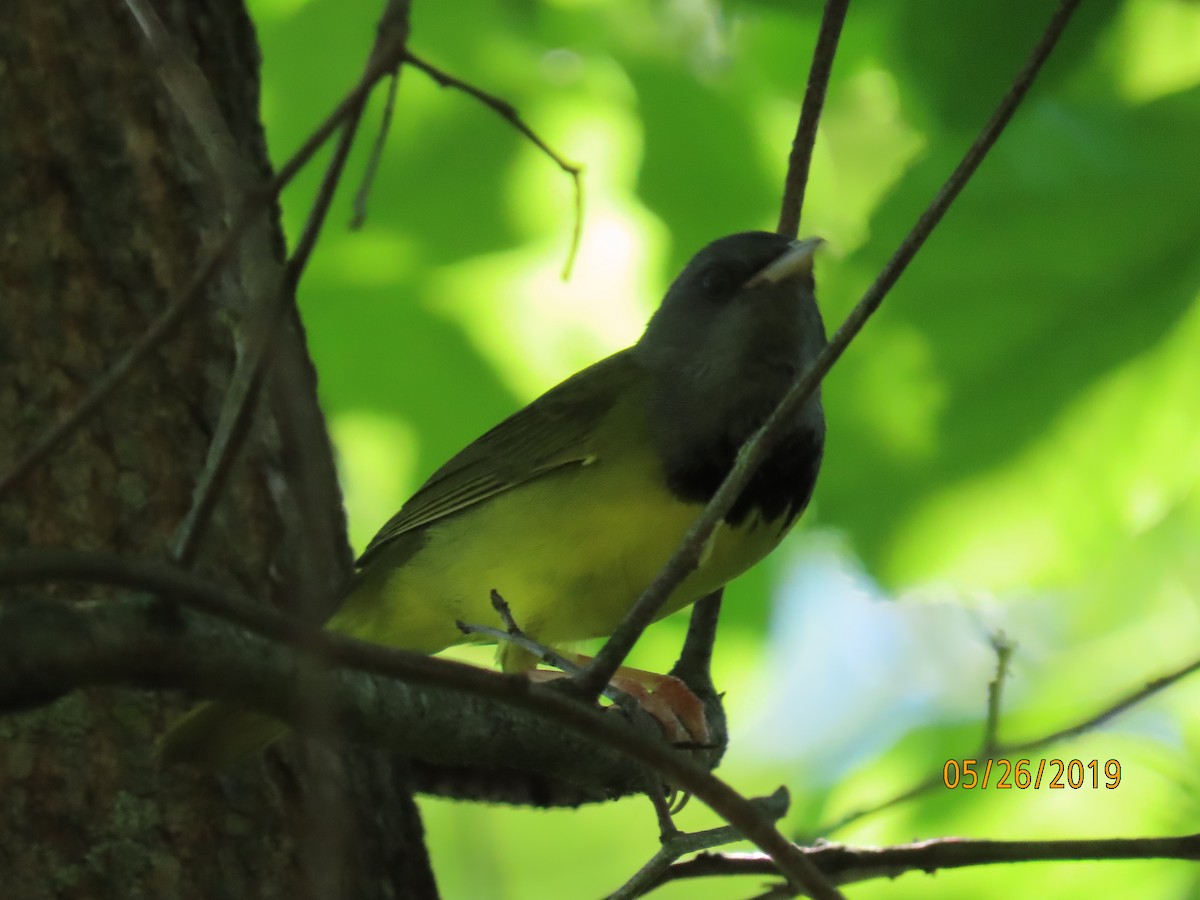 Mourning Warbler - ML160990651