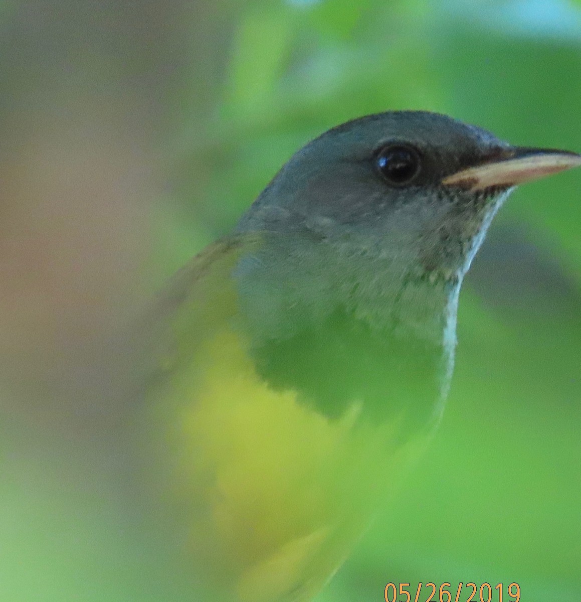 Mourning Warbler - ML160990661