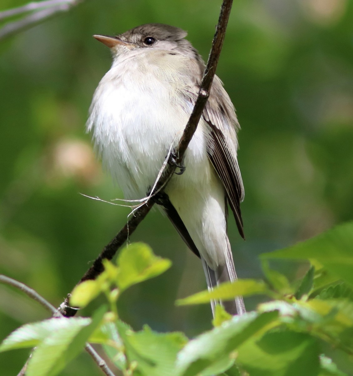 Willow Flycatcher (Northwestern) - ML160991771