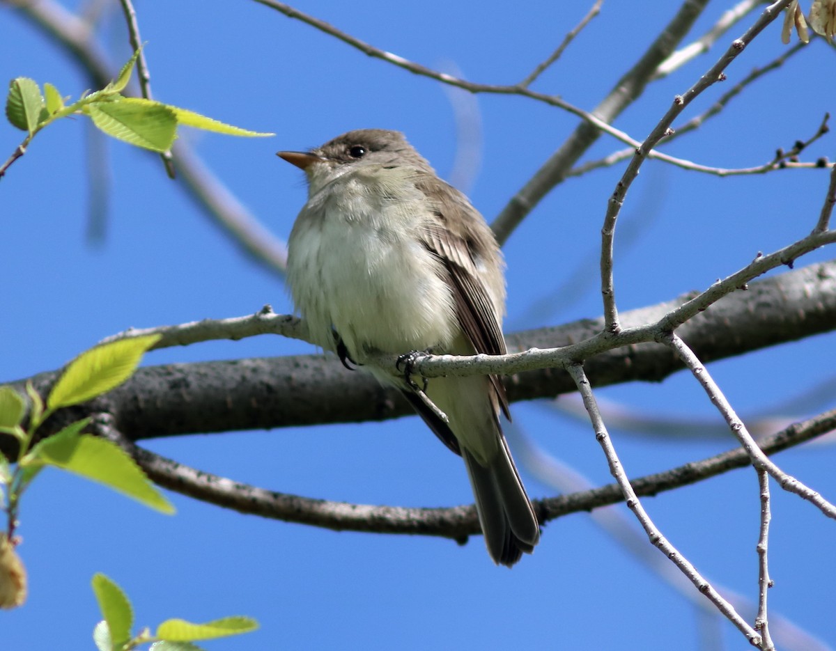 Willow Flycatcher (Northwestern) - ML160991821