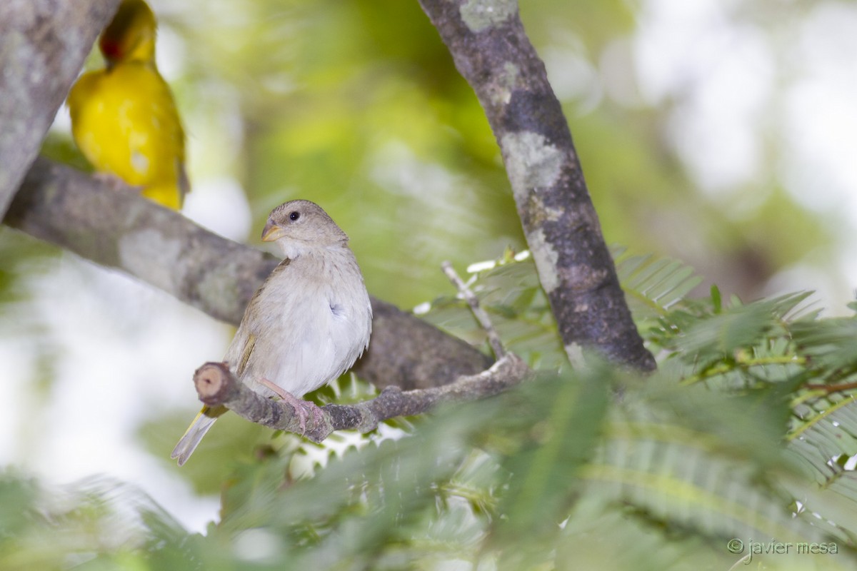 Orange-fronted Yellow-Finch - ML160994751