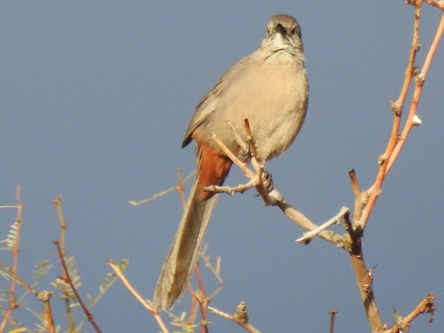 Crissal Thrasher - ML160994991