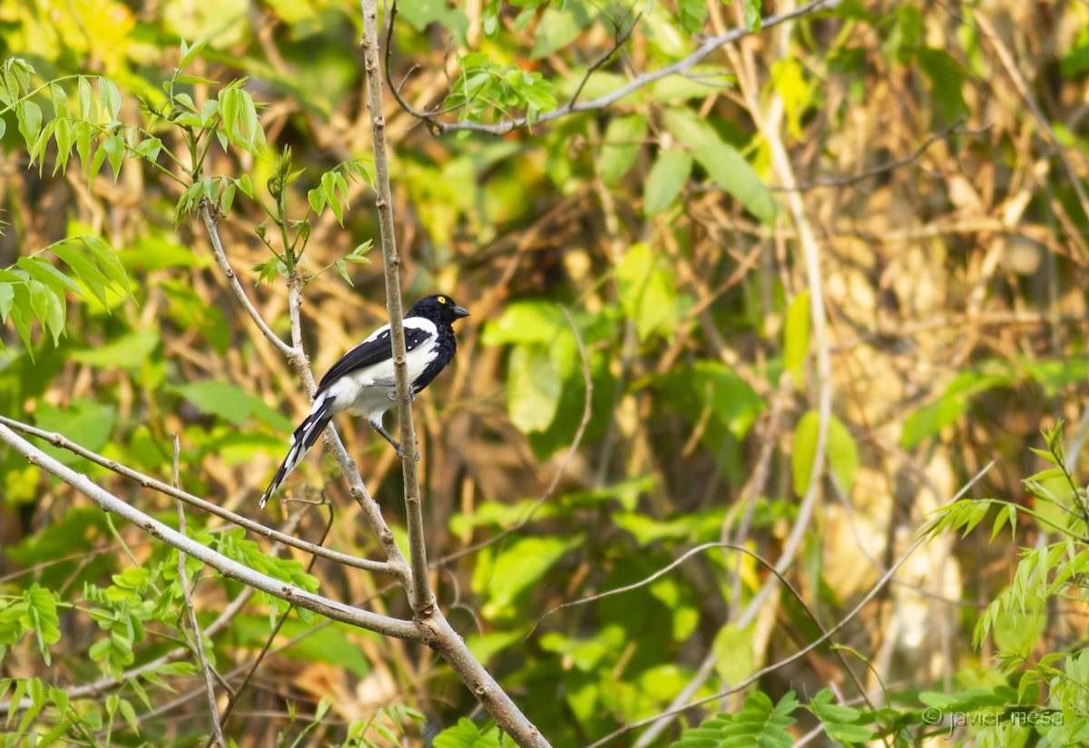 Magpie Tanager - ML160995771